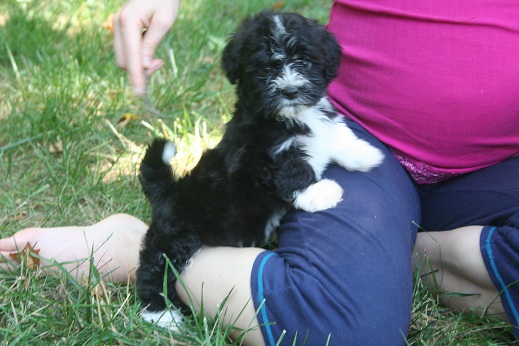black and white havanese puppy dog playing with its owner