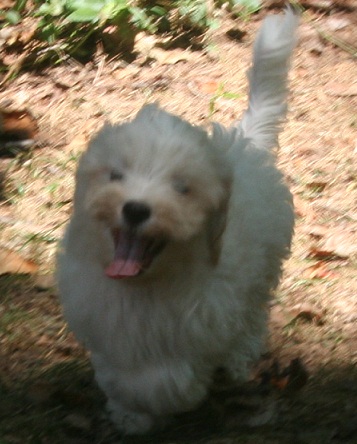 white havanese puppy dog with a big smile