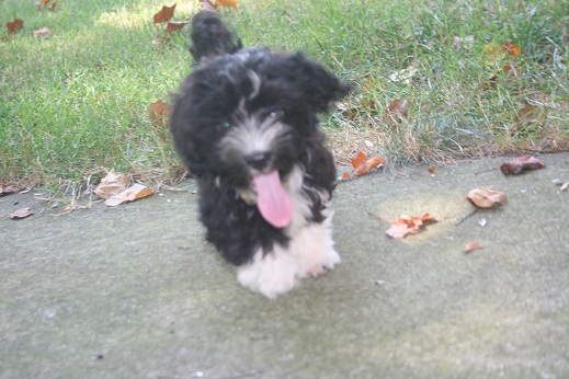 black and white havanese puppy dog sticking its tongue out