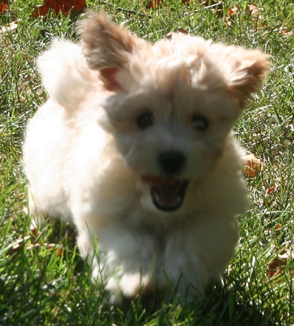 white havanese puppy running and playing outside