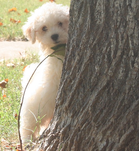 Havanese puppy playing behind a tree