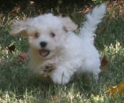 white havanese puppy by top dog breeders in north caroina