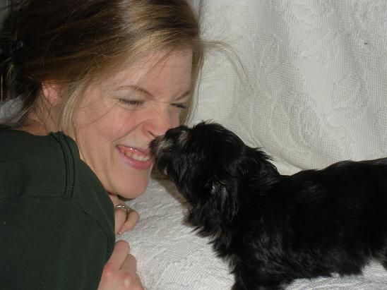 Havanese puppies giving kisses to girls