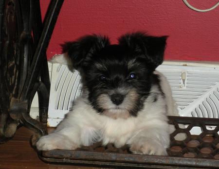 Havanese puppy playing on a sewing machine