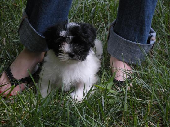 Havanese puppies loving their owners