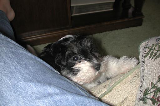 Black and white havanese puppy playing peek a boo