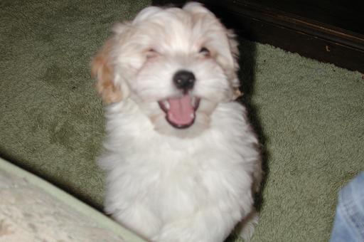 white cream havanese puppy smiliing and laughing