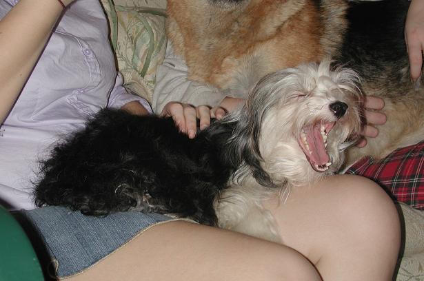 Havanese puppy dog yawning