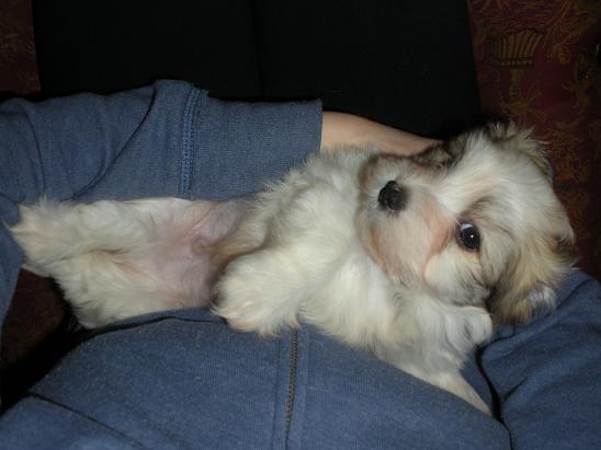 Havanese and children