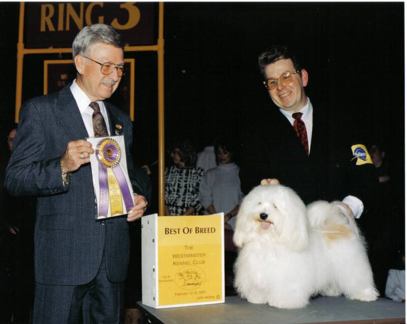 White Havanese westminster dog show best of breed winner puppies for sale
