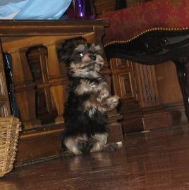 Tan point Havanese puppy standing on hind legs and playing