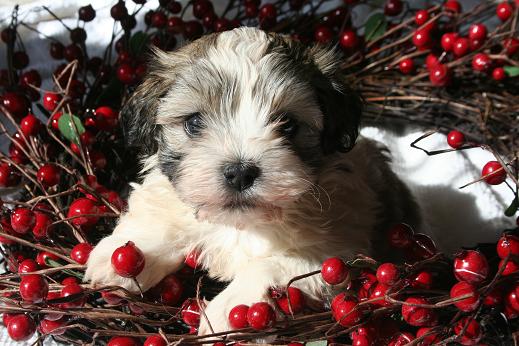 Havanese in a wreath Christmas puppy dog picture