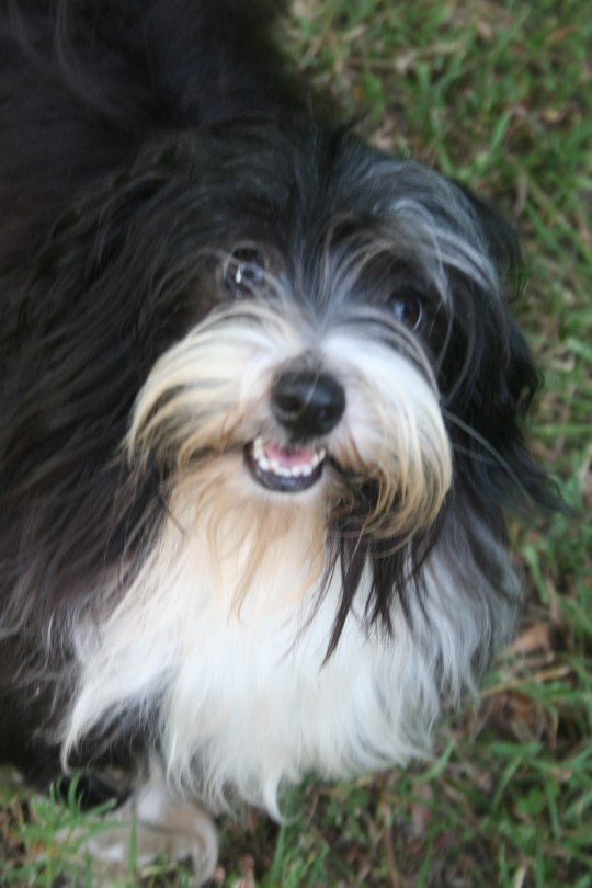 Izzy Havanese