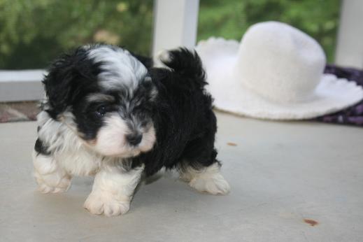 Black and white havanese puppy dog prancing around