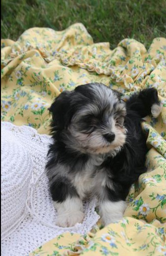 tri color havanese puppies for sale by local breeders in charlotte north carolina