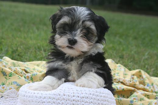 Havanese puppy sitting on a hat