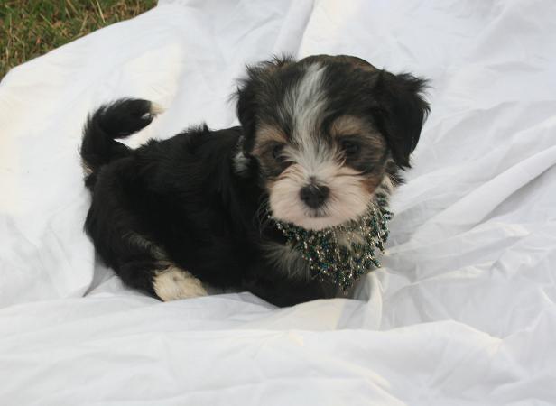 Havanese breeder in charlotte north carolina