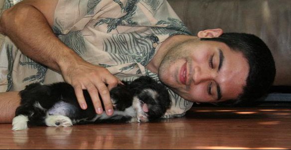 Black and white havanese puppy resting with its owner