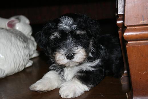 black and white havanese puppy dog posing for a picture