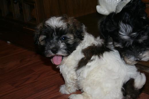 Sable and white havanese puppy dog smiling with puppies tongue sticking out