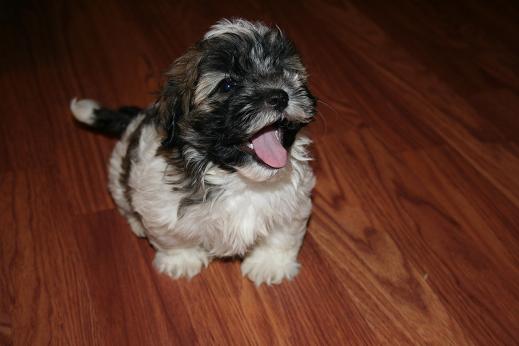 Sable and white havanese puppy dog smiling