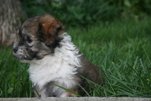 sable and white havanese puppy dog pictures