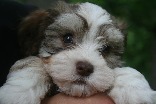 Chocolate havanese puppies for sale by dog breeder in charlotte north carolina