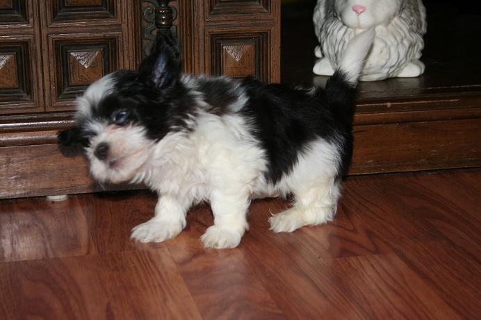 black and white havanese puppy shaking its ears