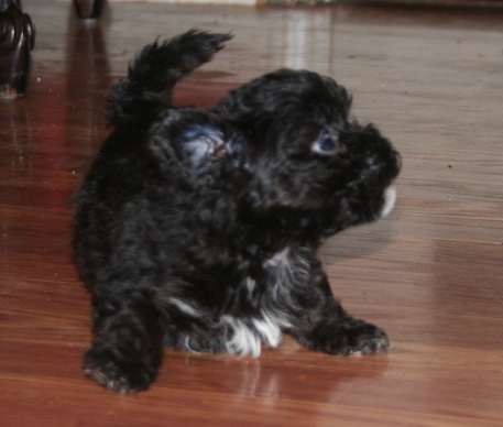 Black havanese puppies playing