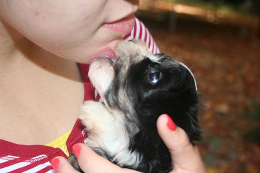 black and white havanese puppy dog licking angelina's face