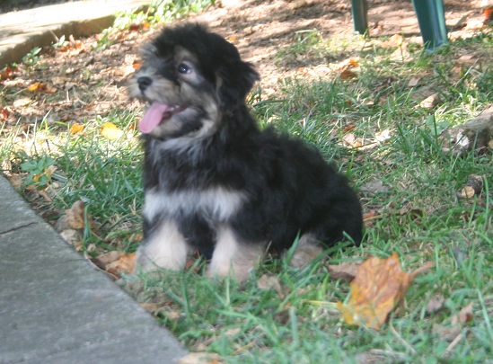 Happy smiling tan point havanese puppy in charlotte north caroina