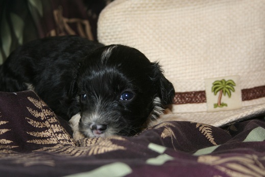 black havanese puppy photo shoot