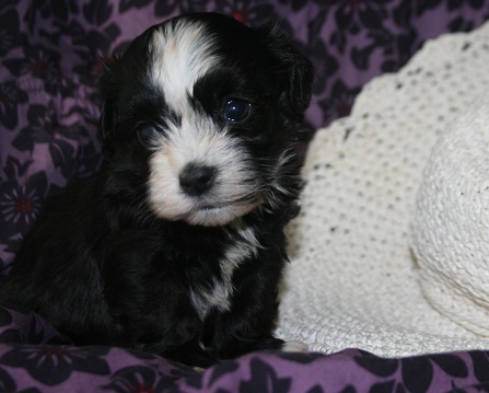 Havanese puppy by dog breeder in charlotte