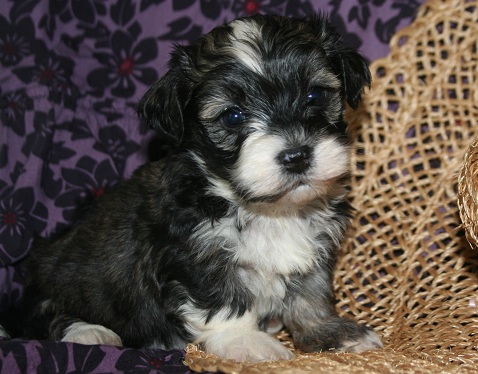 Adorable havanese puppies for sale by breeders in charlotte north carolina