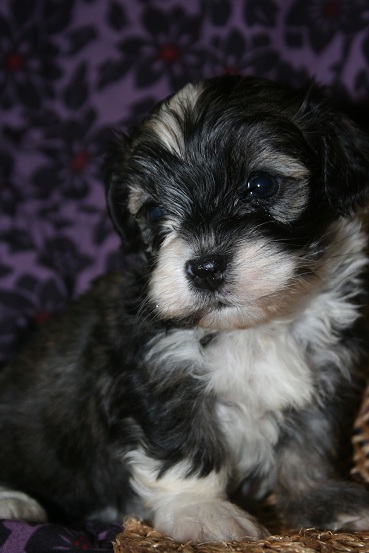 Sable and white havanese dogs puppy picture