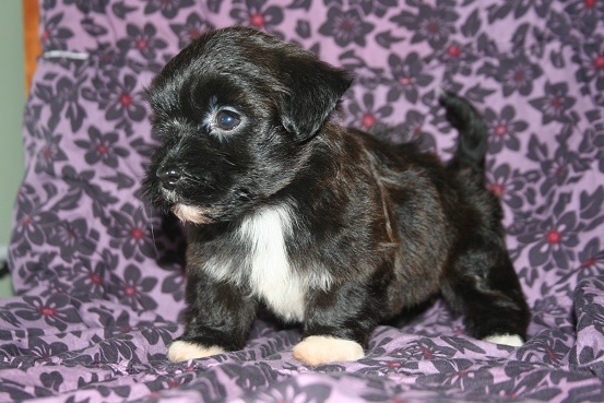 Black havanese puppies for sale in charlotte north carolina