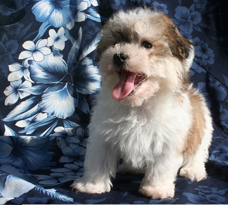 smiling sable and white havanese puppy