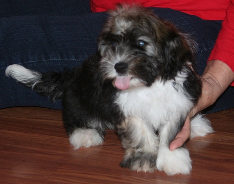 Havanese puppy with tongue sticking out