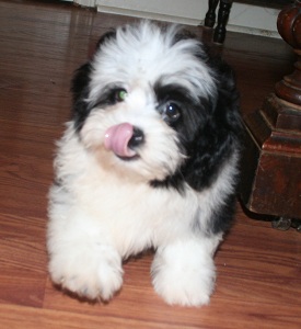 Black and white havanese puppy licking its nose