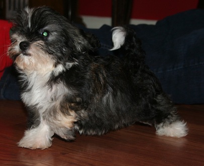 cute havanese puppy playing
