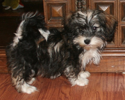 sable and white havanese puppy dog by kase - breeders in charlotte north carolina