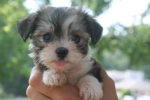 small sable and white havanese puppy for sale sticking tongue out