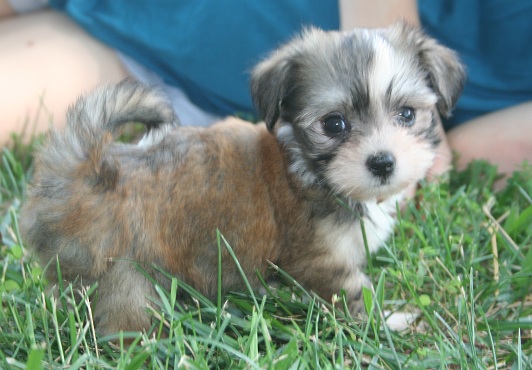 Small sable and white havanese puppy in the grass