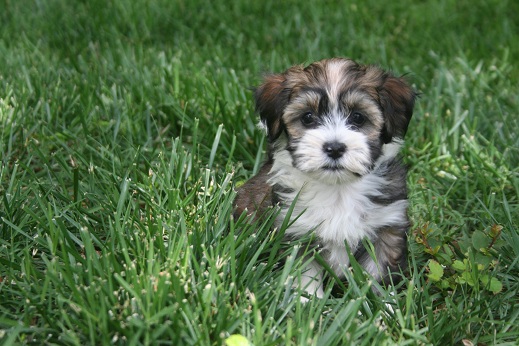 Sable and white havanese puppy playing in grass at KASE in charlotte