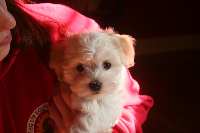 white havanese puppy for sale by KASE Havanese