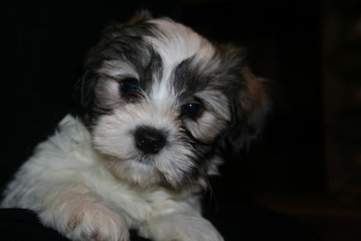Sable and white havanese puppies for sale in charlotte north carolina