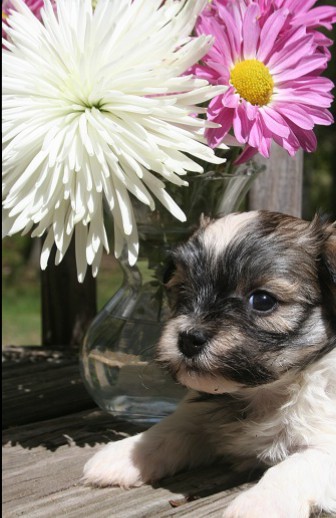 Havanese glammor shot pictures