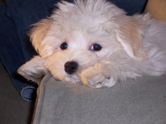 white kase havanese puppy resting and for sale in charlotte north carolina