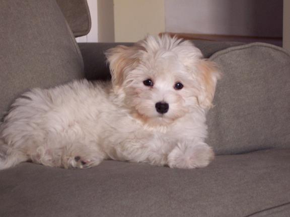 white havanese dog lounging on sofa in charlotte north carolina
