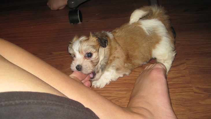 sable and white foot chewing havanese puppies